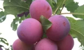 плоды сливы империал