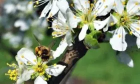 цветение и опыление сливы