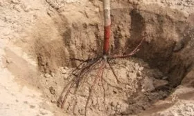 поставить в яму саженец