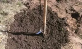 засыпать саженец сливы землёй