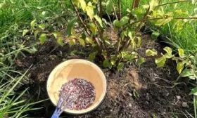 удобрение сливы