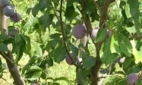 Внешний вид дерева