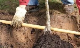 установка саженца сливы