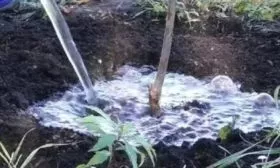 обильный полив саженца сливы