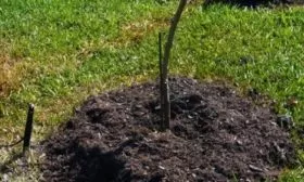 мульчирование саженца сливы