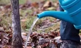 полив сливы