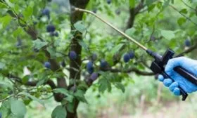 опрыскивание сливы от вредителей