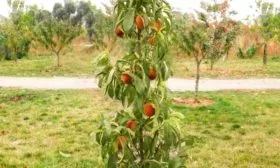 Внешний вид дерева