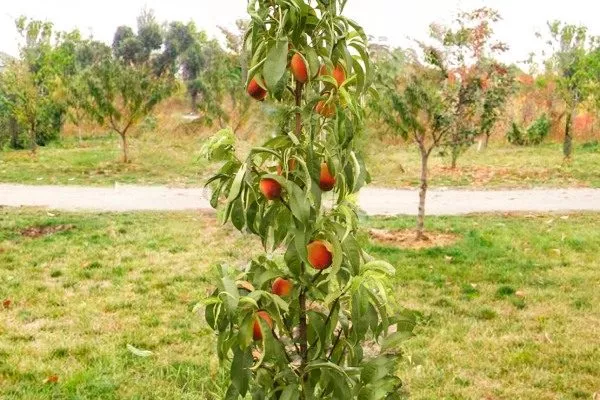 Внешний вид дерева