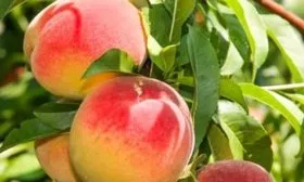 Описание плодов