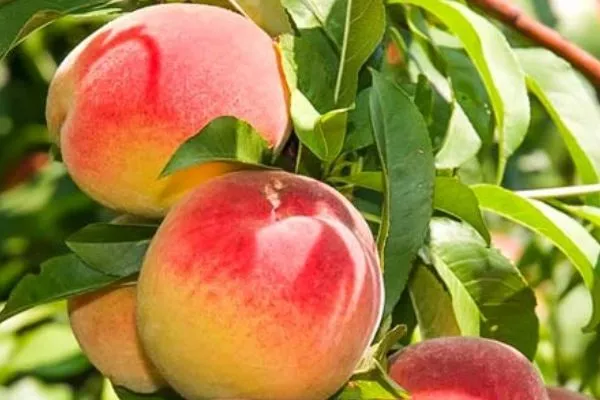 Описание плодов