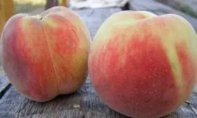 Персик Гринсборо