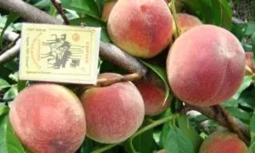 описание персика Гринсборо