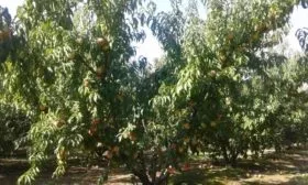 Внешний вид дерева