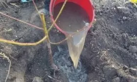 посадка персика