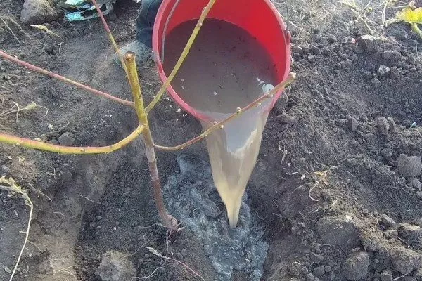 посадка персика