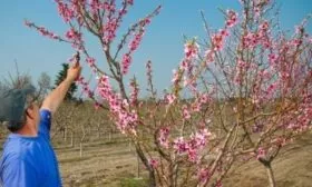 уход за деревом персика