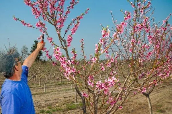 уход за деревом персика