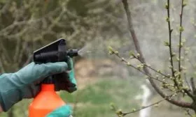 обработка персика осенью от вредителей и болезней