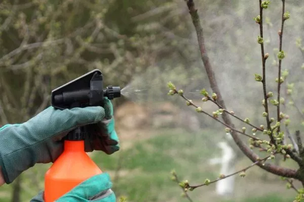 обработка персика осенью от вредителей и болезней