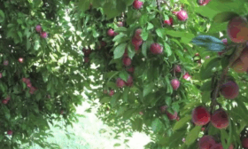 Внешний вид дерева сливы красный шар