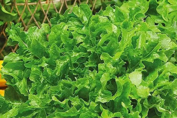 салат Изумрудный