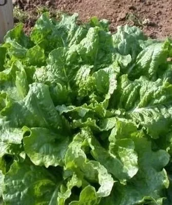 кочан салата Изумрудный