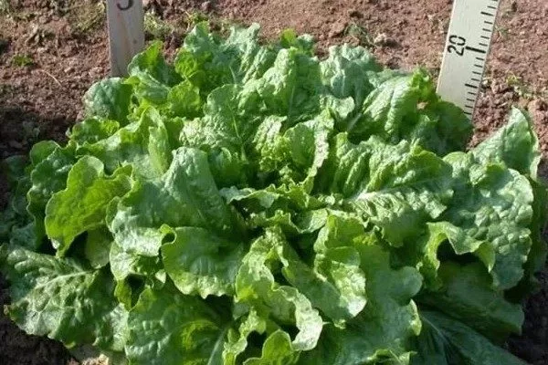 кочан салата Изумрудный