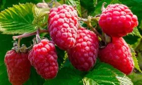 Представление о сорте