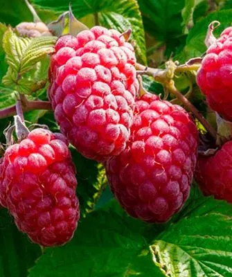 Представление о сорте