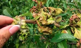 Методы борьбы с болезнями и профилактика