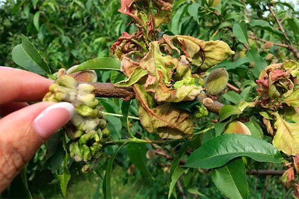 Методы борьбы с болезнями и профилактика