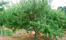 Описание персика Ветеран