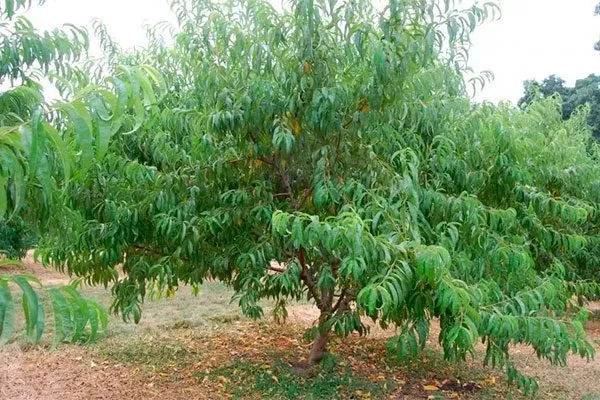 Описание персика Ветеран