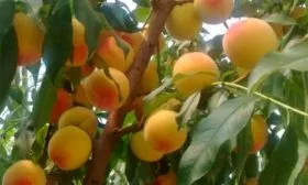 Засухо-, морозостойкость и необходимость утепления