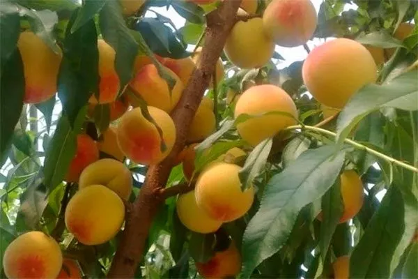 Засухо-, морозостойкость и необходимость утепления