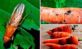 Как побороть болезни и вредителей