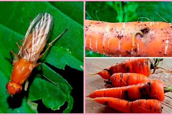 Как побороть болезни и вредителей