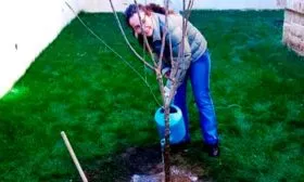 Частота полива