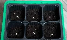 Как посадить огурец Трюкач