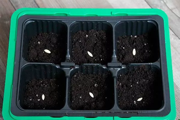 Как посадить огурец Трюкач