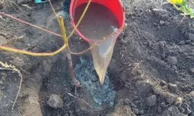 Как посадить саженцы персика