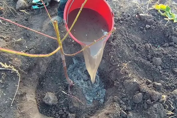 Как посадить саженцы персика