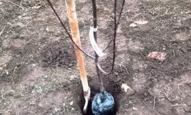 Как посадить сливу Шаровая