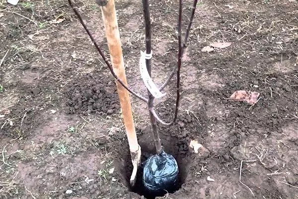 Как посадить сливу Шаровая