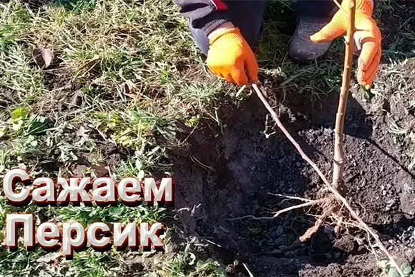 Посадка персика