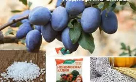 Как ухаживать за сливой подкормка