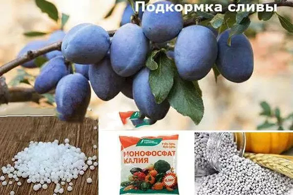 Как ухаживать за сливой подкормка