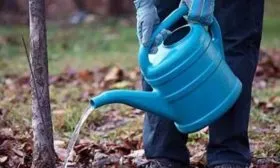 Как ухаживать за сливой полив