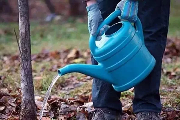 Как ухаживать за сливой полив